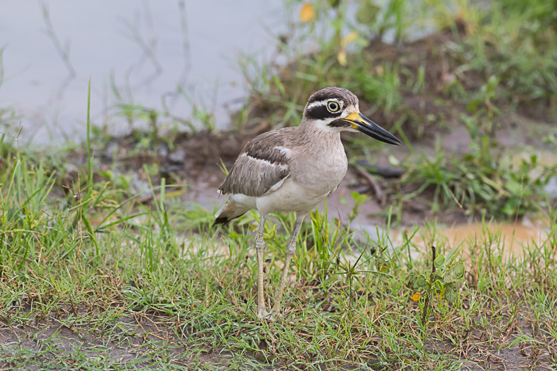 Grote Griel